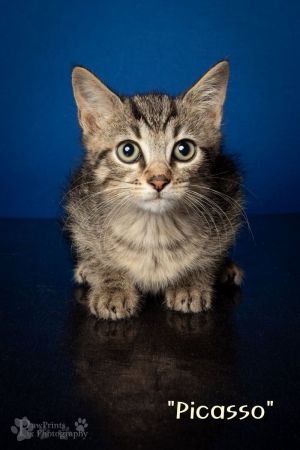 Adoption Fee includes SpayNeuter Age Appropriate Vaccines and Dewormed Flea