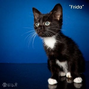 Frida Domestic Short Hair Cat