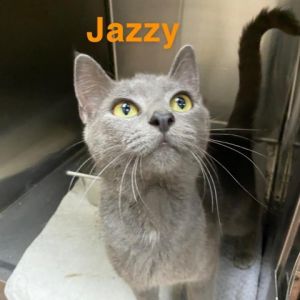 Jazzy Domestic Short Hair Cat