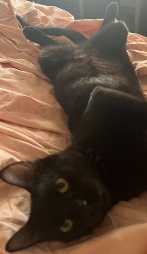 Bronx, an adoptable Domestic Short Hair in Phoenix, AZ, 85023 | Photo Image 1