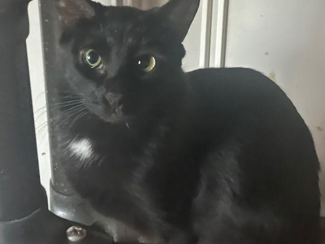 Cleo, an adoptable Domestic Short Hair in Phoenix, AZ, 85023 | Photo Image 1