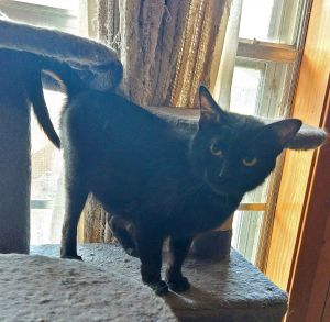 Cheyenne, Adult Female Domestic Short Hair