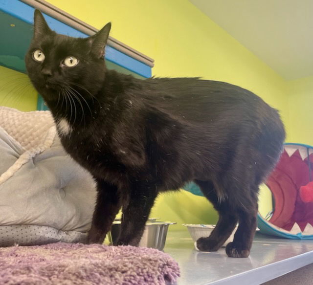 Tilley, an adoptable Domestic Short Hair in Evergreen, CO, 80437 | Photo Image 1