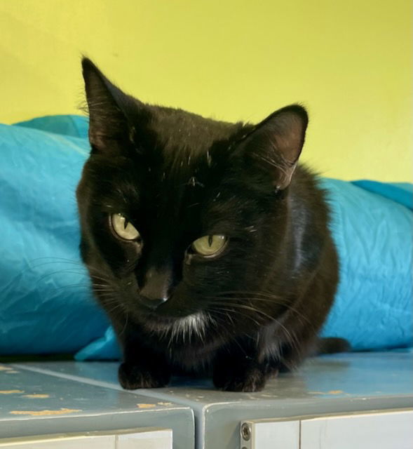 Tilley, an adoptable Domestic Short Hair in Evergreen, CO, 80437 | Photo Image 3