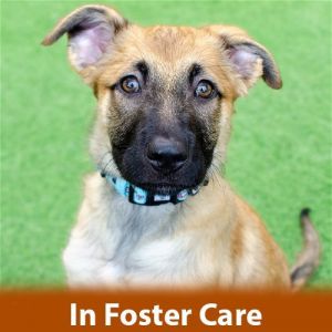 FOSTER CARE Howdy All my name is Anny Im a 4 month old spayed female Shepherd mix that is still