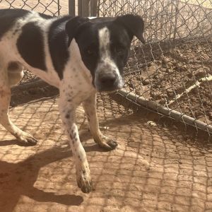 Duke, Adult Male English Pointer