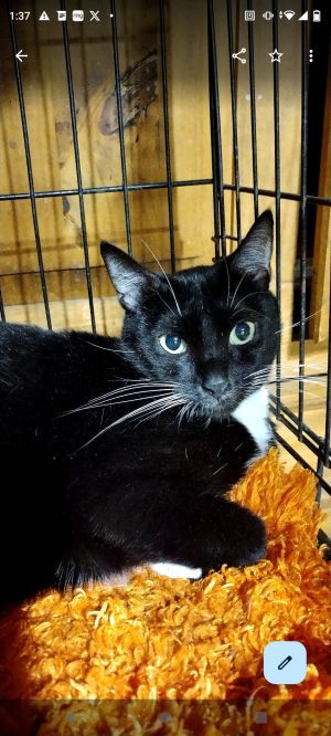 Tuxedo sweet and a little shy fully vetted and microchipped 2 years old approximately please cont