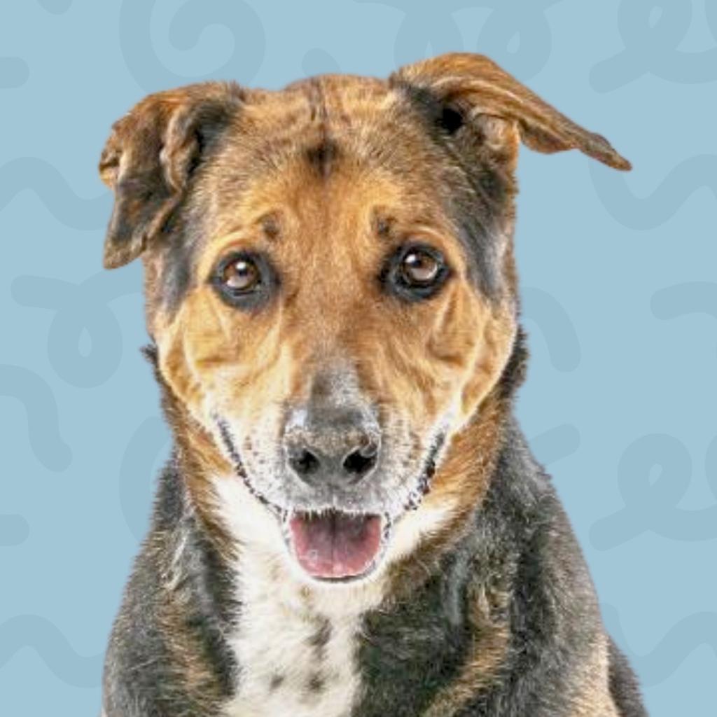Blitz, an adoptable Shepherd in Reno, NV, 89502 | Photo Image 1