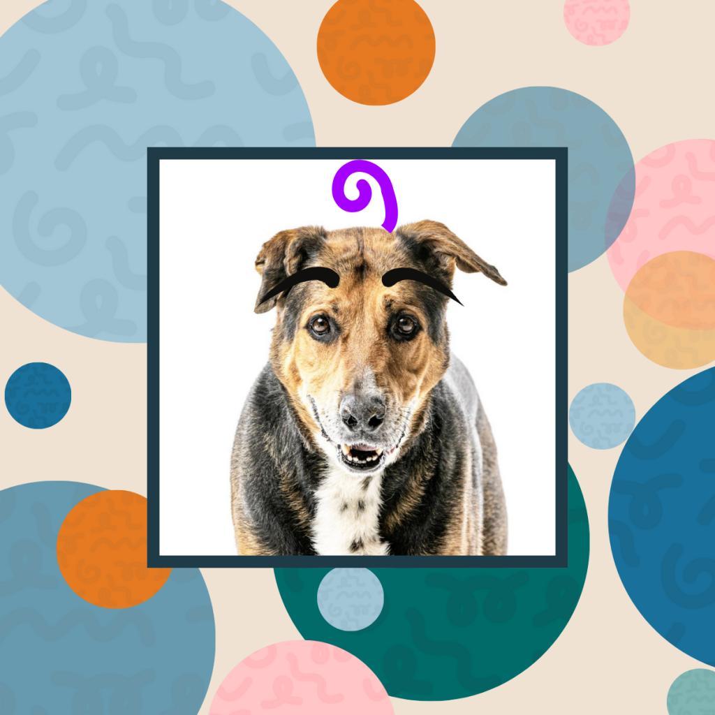 Blitz, an adoptable Shepherd in Reno, NV, 89502 | Photo Image 2