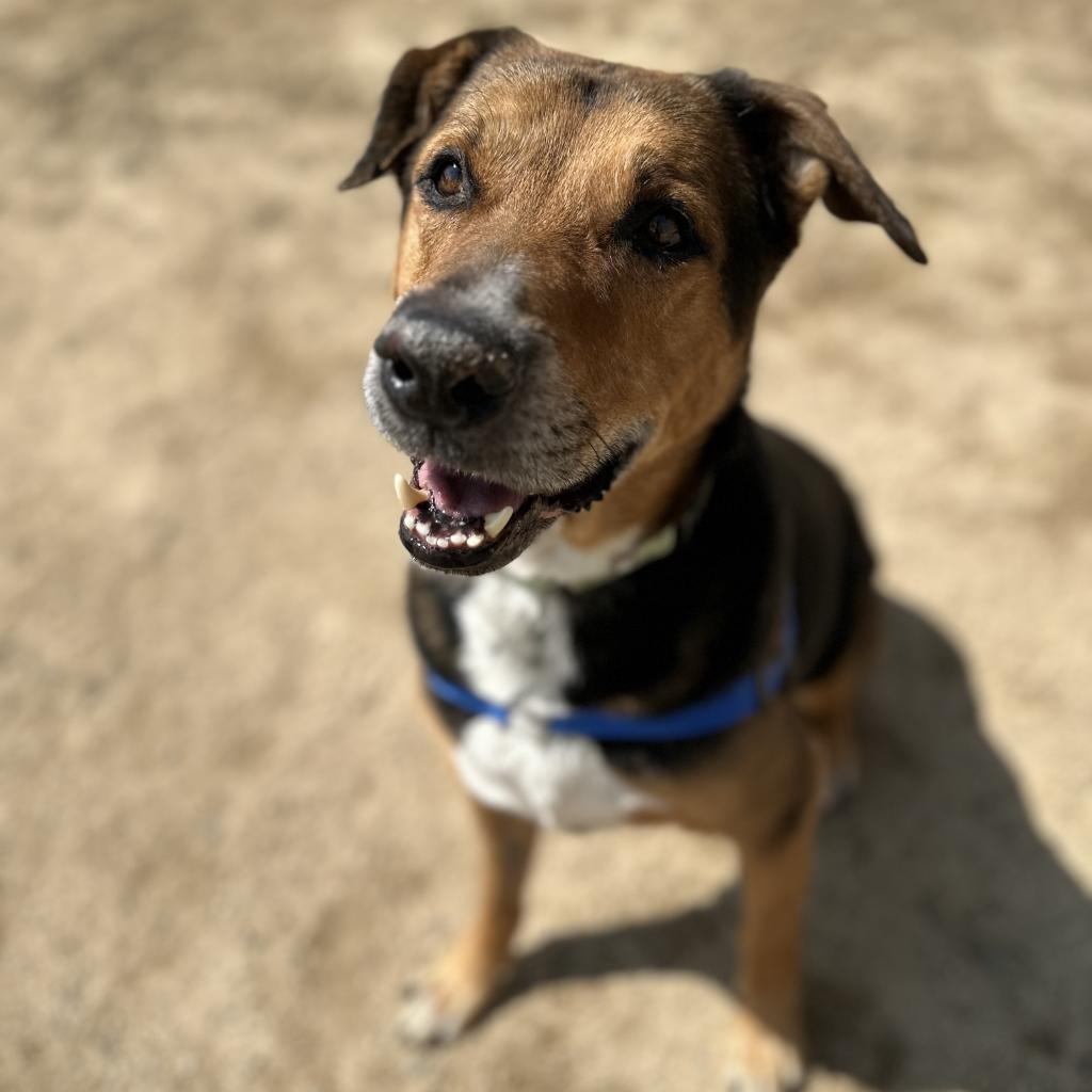 Blitz, an adoptable Shepherd in Reno, NV, 89502 | Photo Image 3