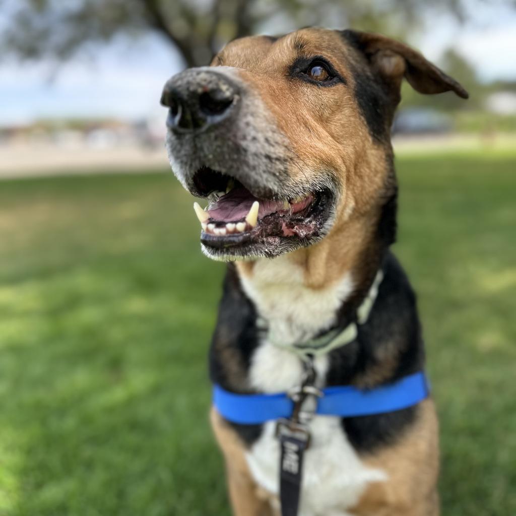 Blitz, an adoptable Shepherd in Reno, NV, 89502 | Photo Image 4