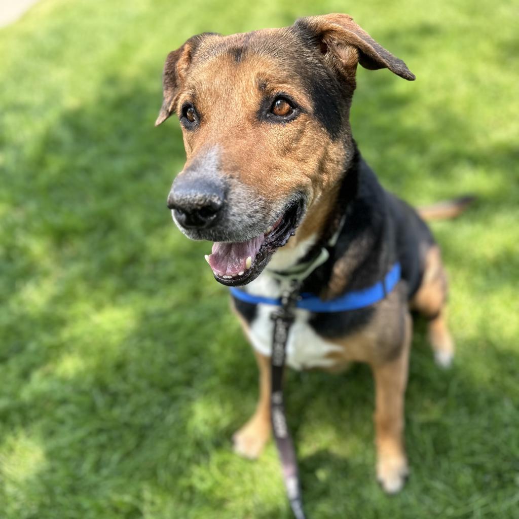 Blitz, an adoptable Shepherd in Reno, NV, 89502 | Photo Image 5