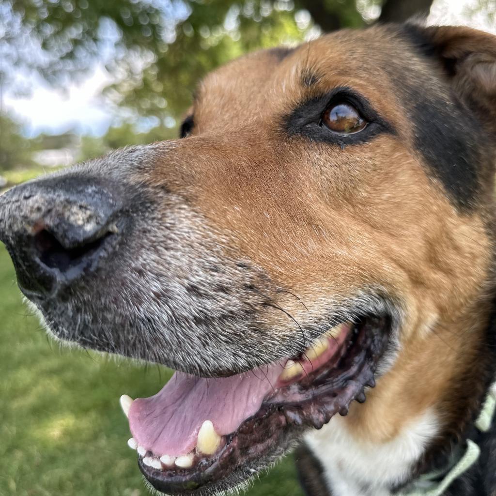 Blitz, an adoptable Shepherd in Reno, NV, 89502 | Photo Image 6