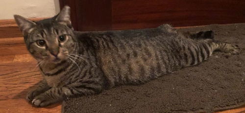 Lily - Petsmart Plantation Foster Home, an adoptable Manx in Oakland Park, FL, 33334 | Photo Image 1