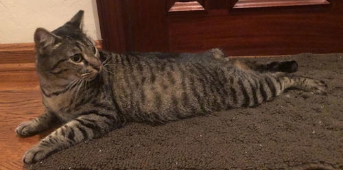 Lily - Petsmart Plantation Foster Home, an adoptable Manx in Oakland Park, FL, 33334 | Photo Image 2