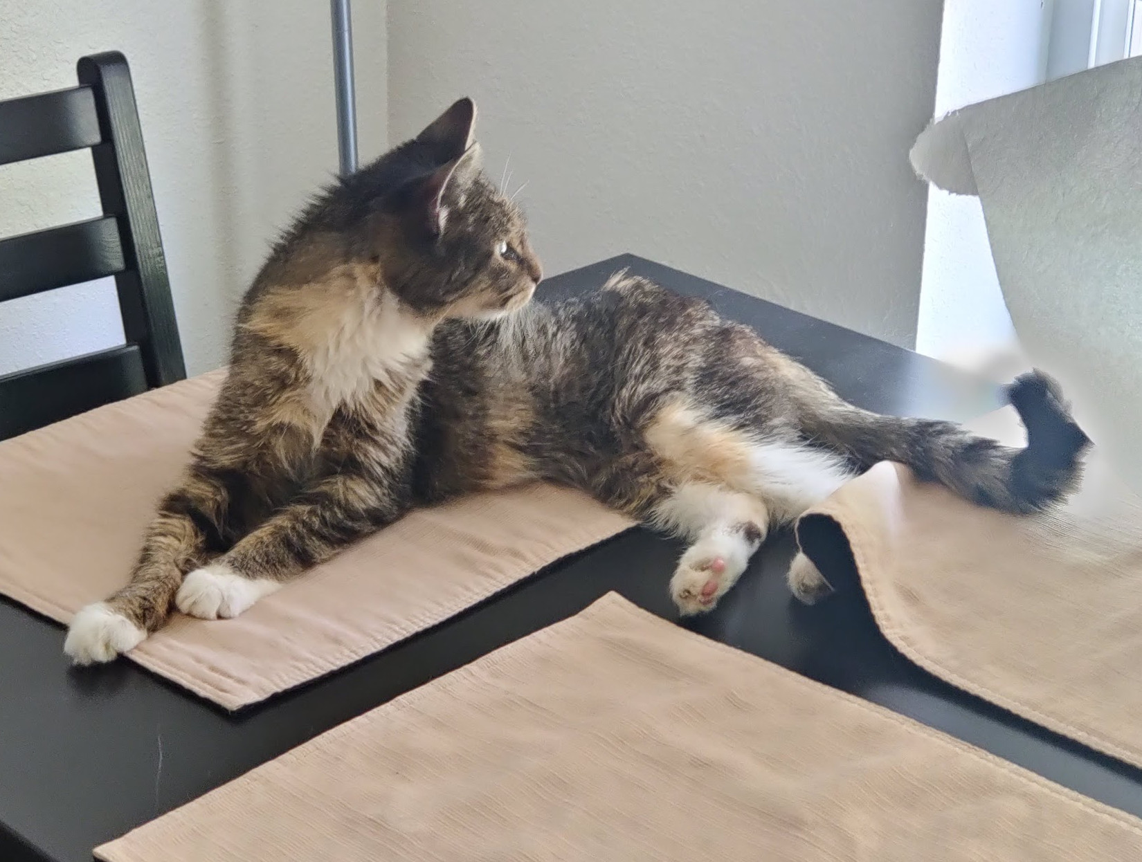 Doja Cat, an adoptable Domestic Medium Hair in Redmond, WA, 98052 | Photo Image 1