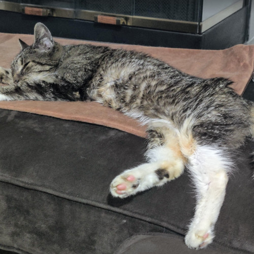 Doja Cat, an adoptable Domestic Medium Hair in Redmond, WA, 98052 | Photo Image 2