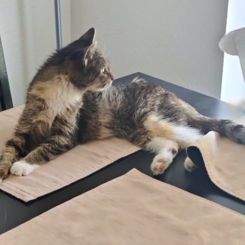 Doja Cat, an adoptable Domestic Medium Hair in Redmond, WA, 98052 | Photo Image 3