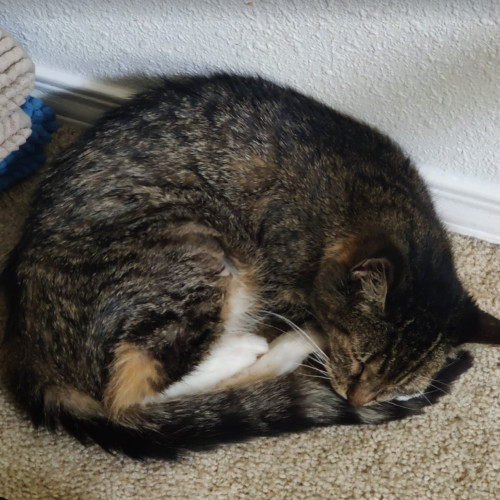 Doja Cat, an adoptable Domestic Medium Hair in Redmond, WA, 98052 | Photo Image 4