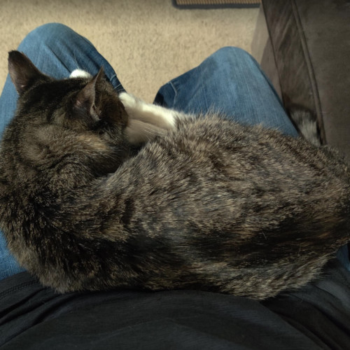Doja Cat, an adoptable Domestic Medium Hair in Redmond, WA, 98052 | Photo Image 5