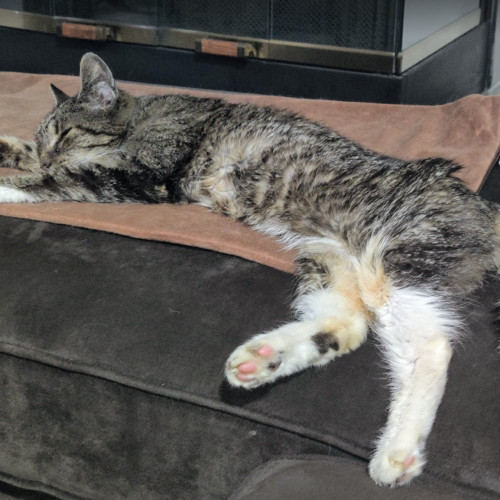 Doja Cat, an adoptable Domestic Medium Hair in Redmond, WA, 98052 | Photo Image 6