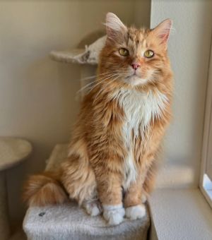 Orange Julius is a gorgeous floofy boy He came to us after being attacked by the dog in his previou