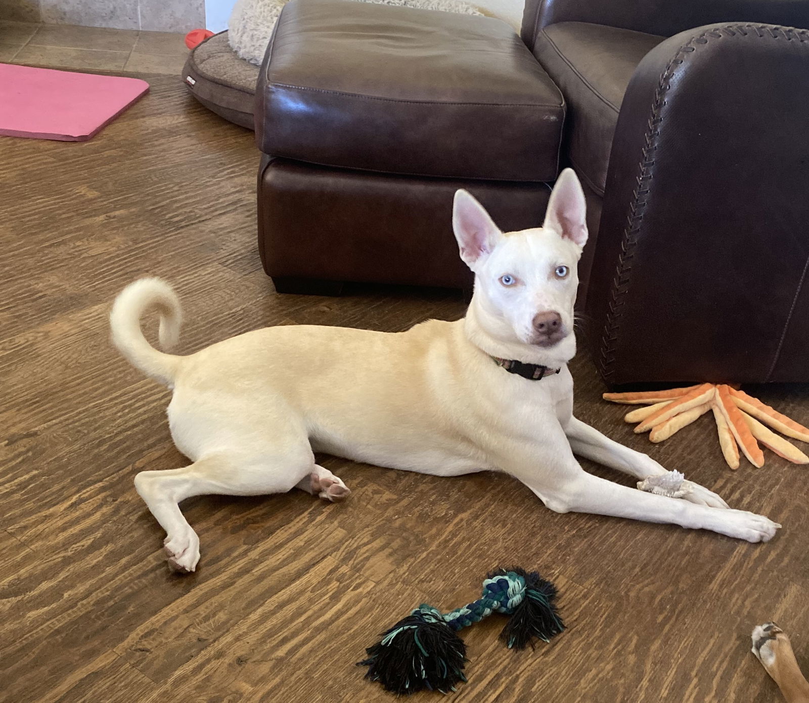 Lacey, an adoptable Husky, Basenji in Mesquite, TX, 75150 | Photo Image 1