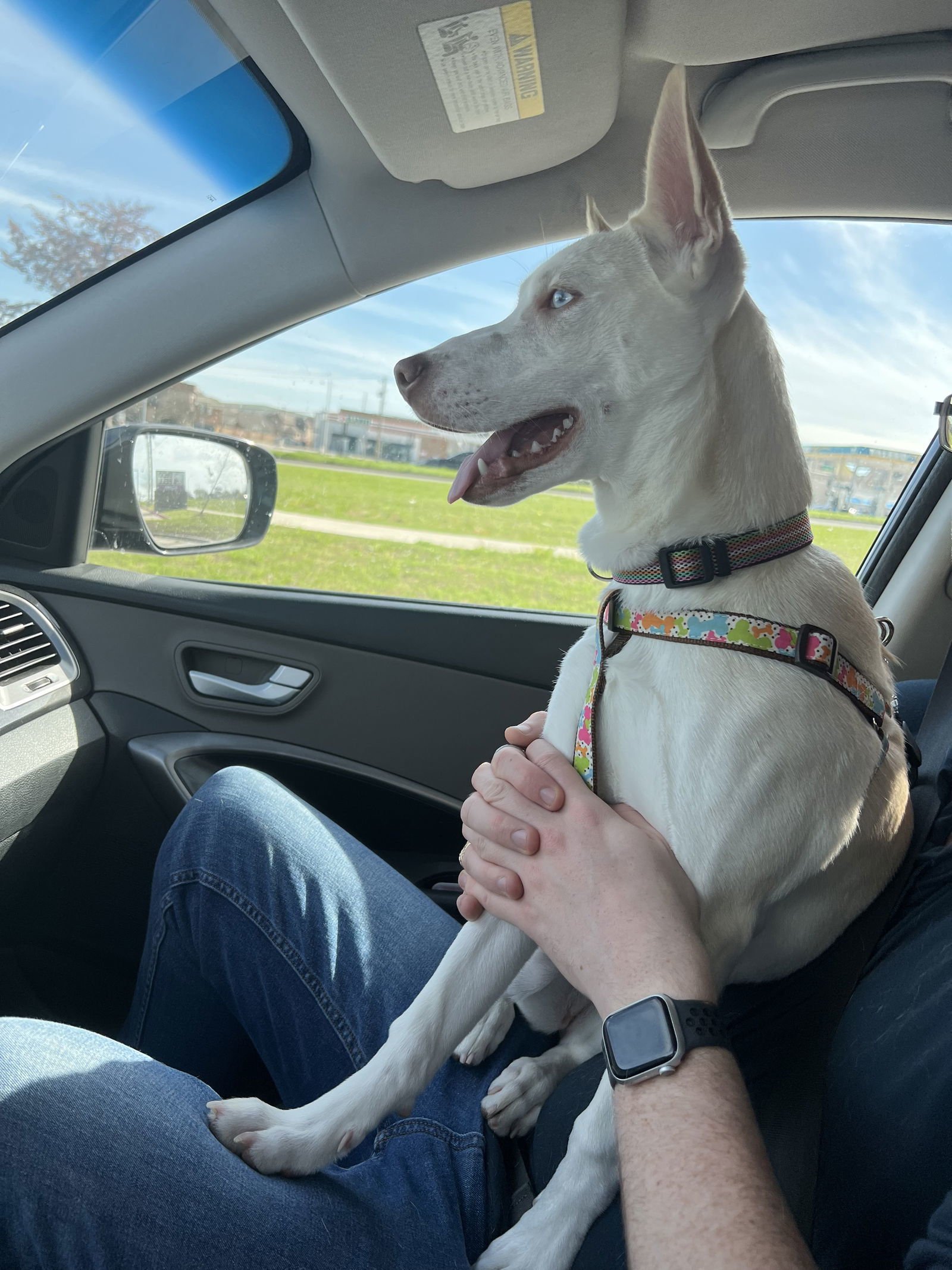 Lacey, an adoptable Husky, Basenji in Mesquite, TX, 75150 | Photo Image 2