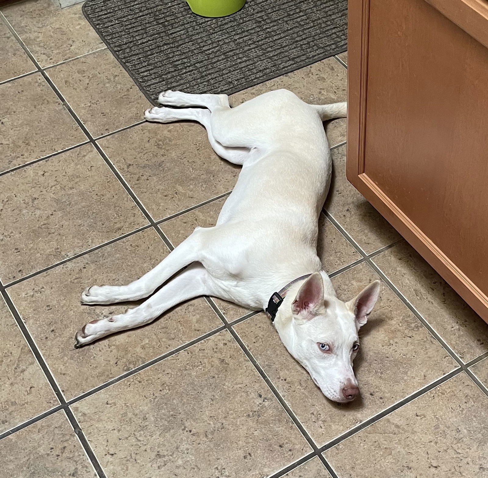 Lacey, an adoptable Husky, Basenji in Mesquite, TX, 75150 | Photo Image 3