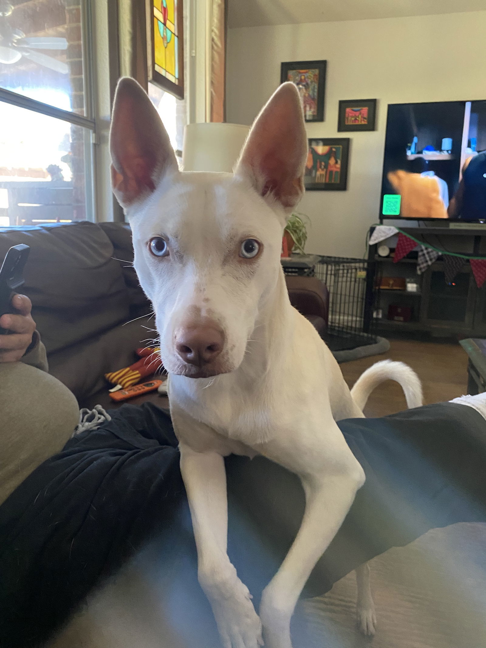Lacey, an adoptable Husky, Basenji in Mesquite, TX, 75150 | Photo Image 3
