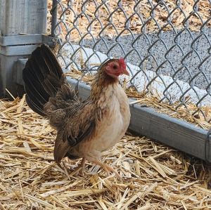 Hello there my name is May Im a sweet little female Bantam chicken looking for my forever flock 