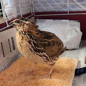 Hello we are Japanese quail also called Coturnix quail We are 4 rambunctious 3 month old male qua
