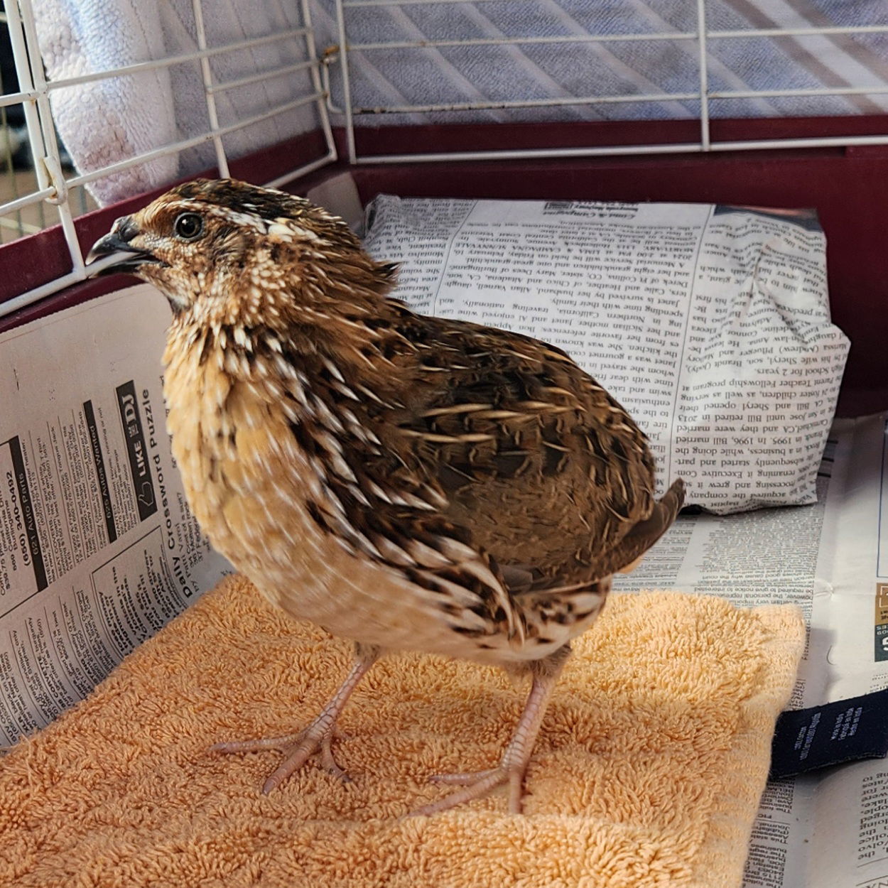 Quail for adoption - Japanese Quails!, a Quail in Burlingame, CA ...