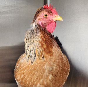Hey there my name is Rosalina Im a gorgeous female chicken looking for my forever home Id love 