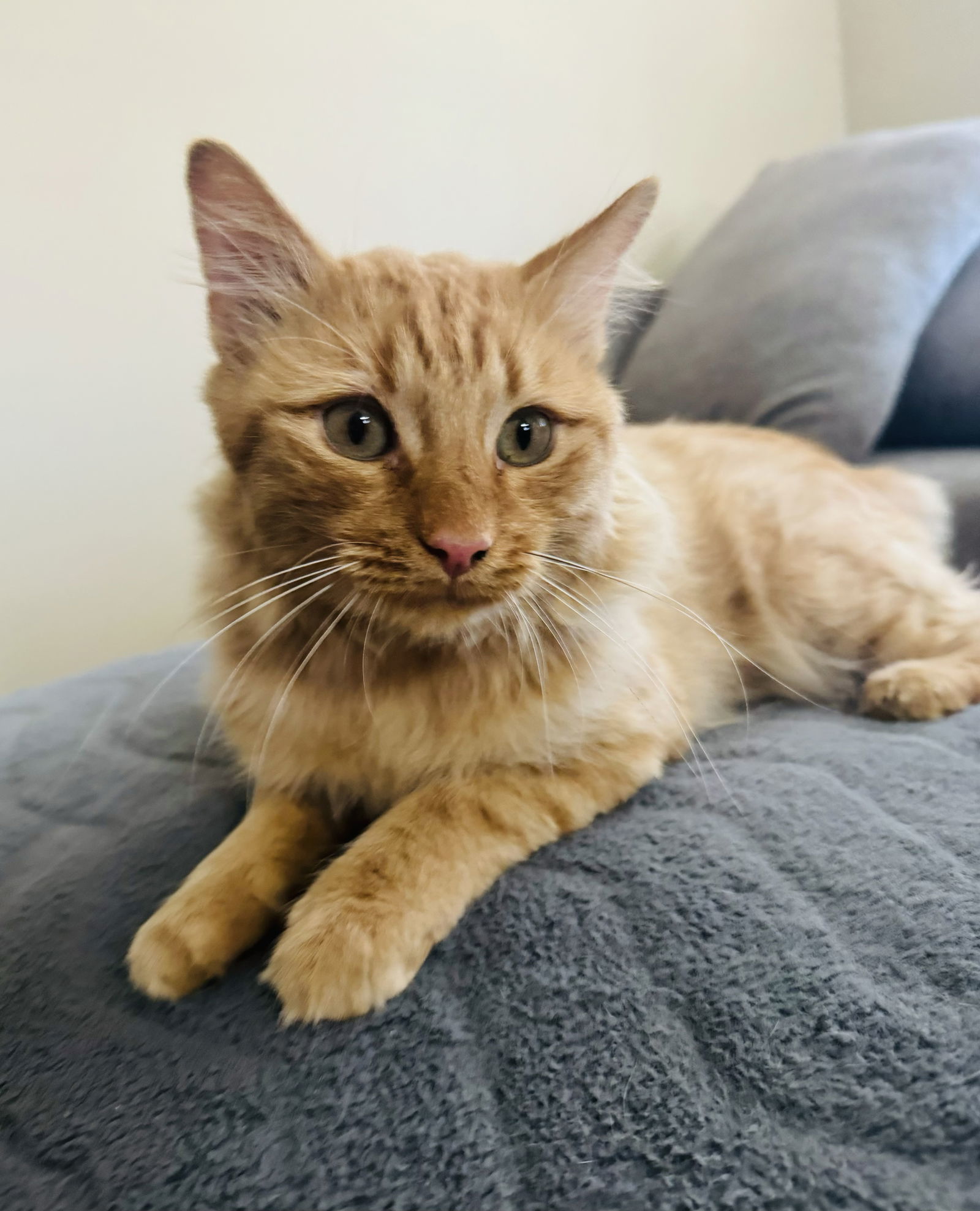 Gus, an adoptable Domestic Long Hair in El Centro, CA, 92243 | Photo Image 1