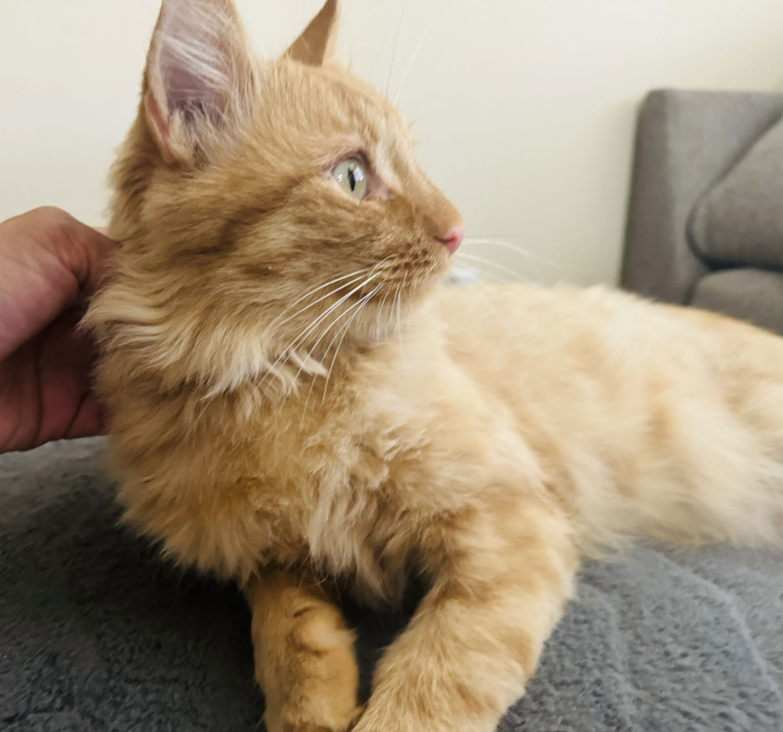 Gus, an adoptable Domestic Long Hair in El Centro, CA, 92243 | Photo Image 2