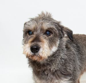 Hi Im Gigi the resilient Schnauzer mix with a heart of gold At 12 years old I may have lost