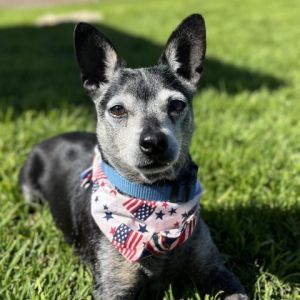 Hi My name is Speedy and Im at the Santa Barbara Campus Im a 10 year old male Chihuahua mix