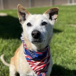 Hi My name is Goofy and Im at the Santa Barbara Campus Im a 12 year old male Chihuahua mix