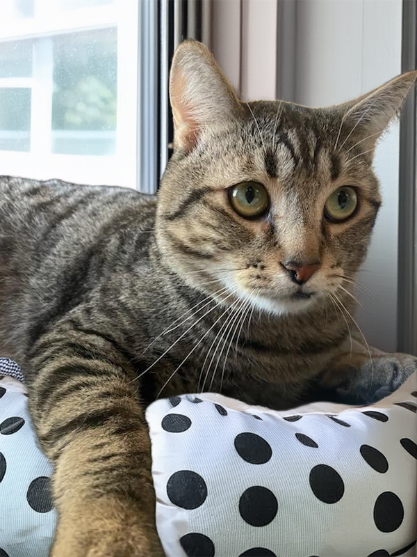 Saber, an adoptable Domestic Short Hair in Chandler, AZ, 85244 | Photo Image 1