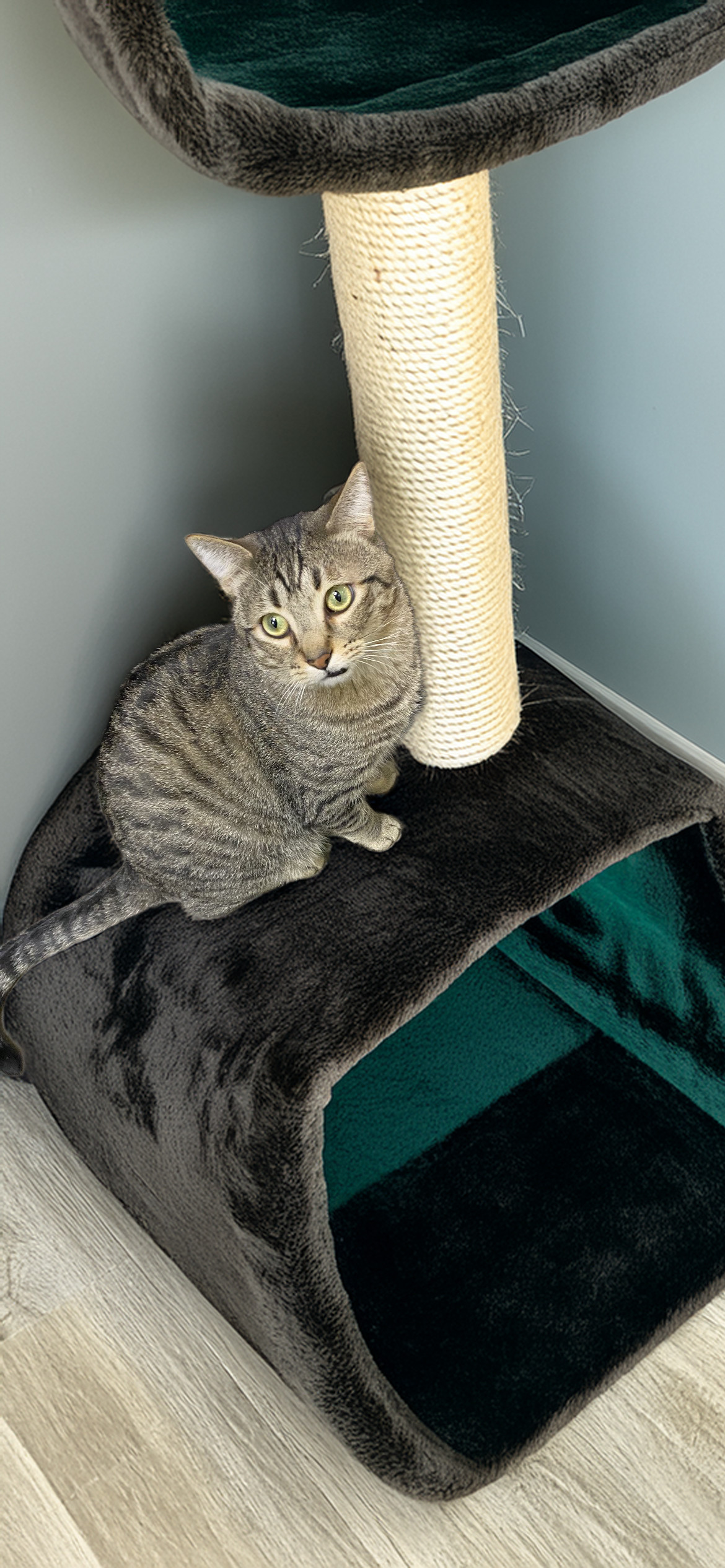 Saber, an adoptable Domestic Short Hair in Chandler, AZ, 85244 | Photo Image 2