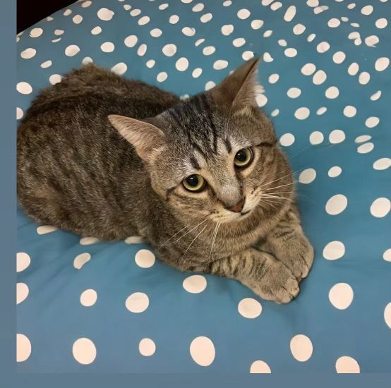 Saber, an adoptable Domestic Short Hair in Chandler, AZ, 85244 | Photo Image 3