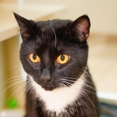 Willie, an adoptable Domestic Short Hair in Thomaston, ME, 04861 | Photo Image 1
