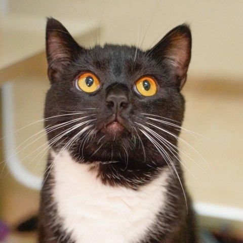 Willie, an adoptable Domestic Short Hair in Thomaston, ME, 04861 | Photo Image 2