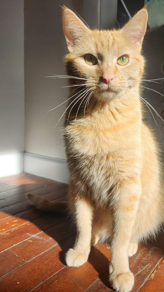 Zelda (Baby), an adoptable Domestic Short Hair in Grand Rapids, MN, 55744 | Photo Image 1