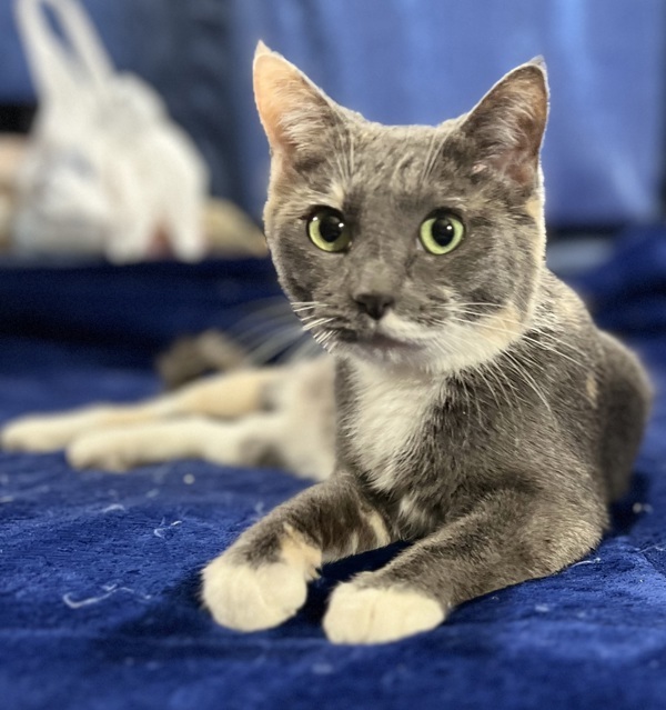 Iris, an adoptable Domestic Short Hair in Great Falls, MT, 59405 | Photo Image 1