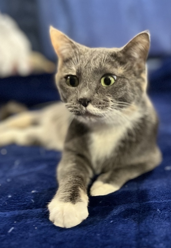 Iris, an adoptable Domestic Short Hair in Great Falls, MT, 59405 | Photo Image 2