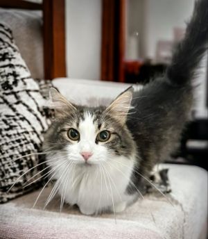 Coconut Domestic Long Hair Cat
