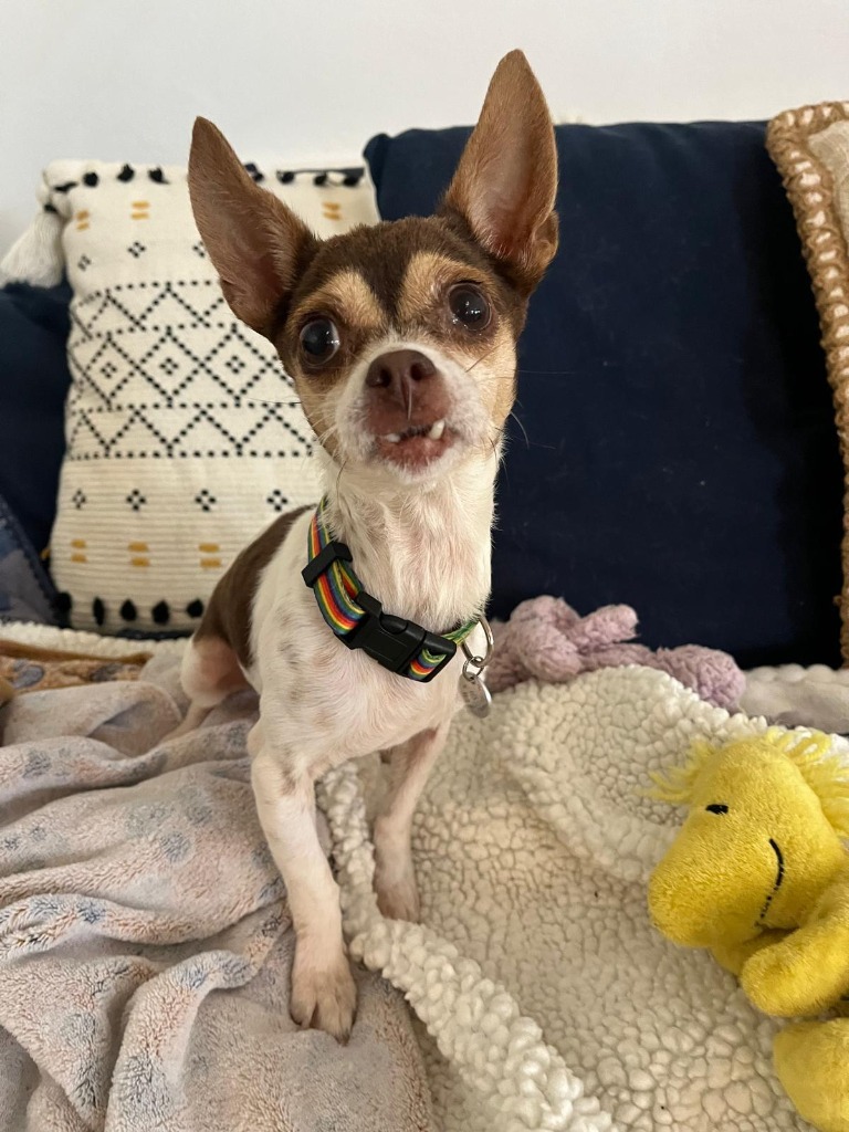 Sweet Pea, an adoptable Chihuahua in San Juan de Abajo, NAY, 63732 | Photo Image 1