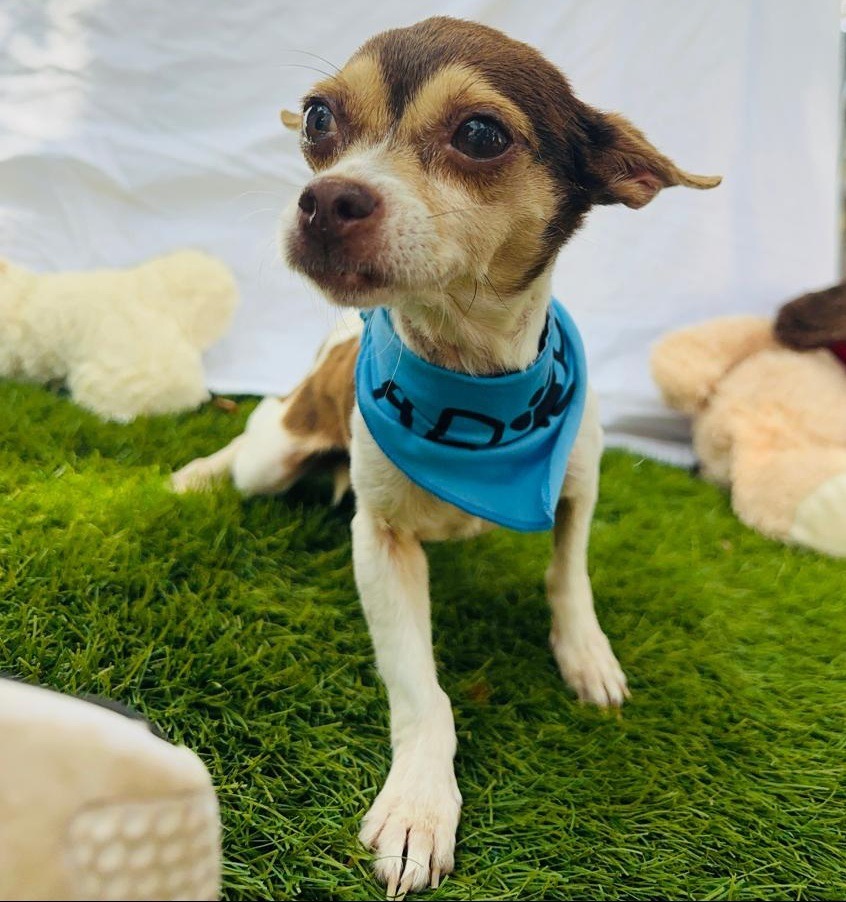 Sweet Pea, an adoptable Chihuahua in San Juan de Abajo, NAY, 63732 | Photo Image 2